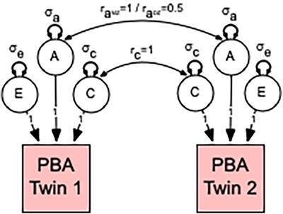 The Impact of Genes and Environment on Brain Ageing in Males Aged 51 to 72 Years